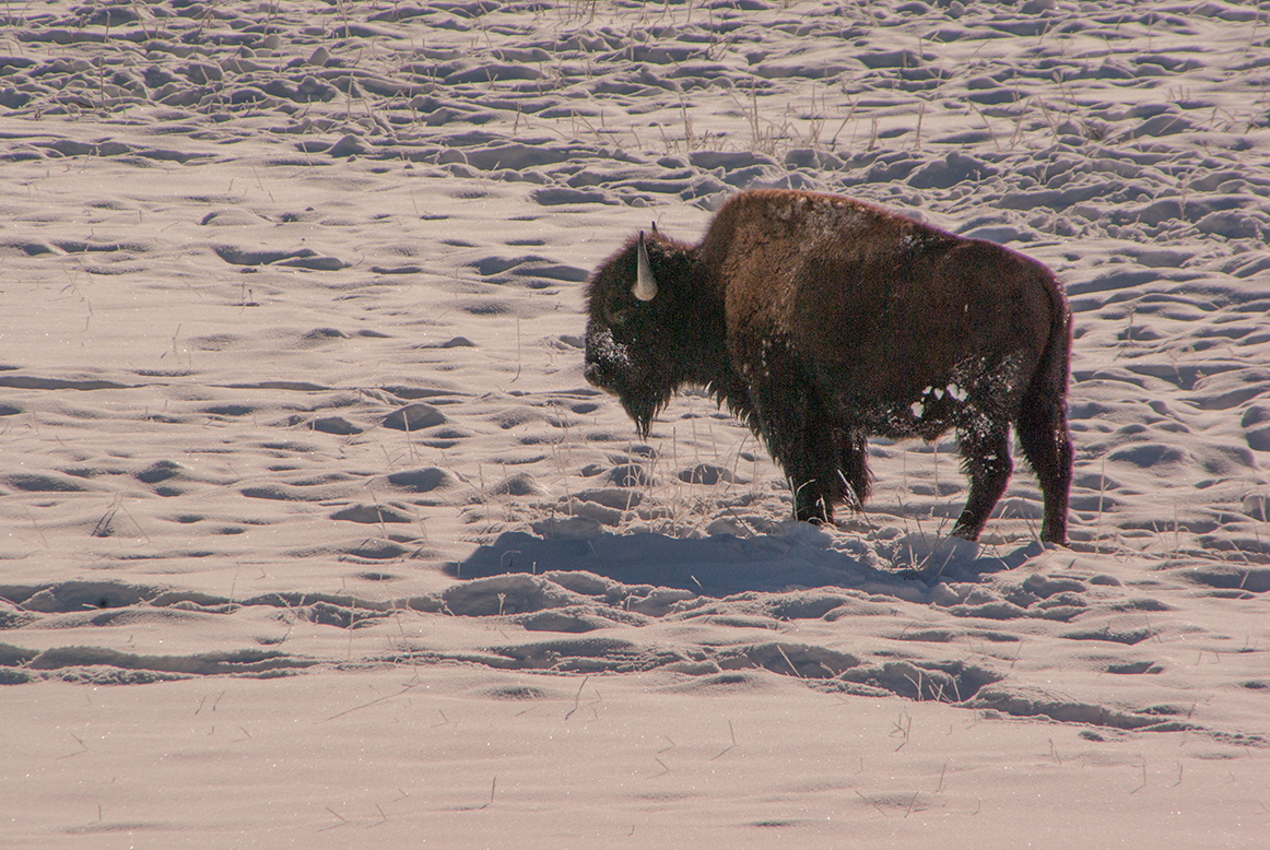 Bison in snow