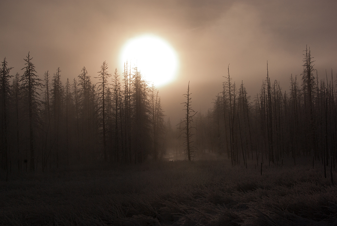 Trees in misty landscape