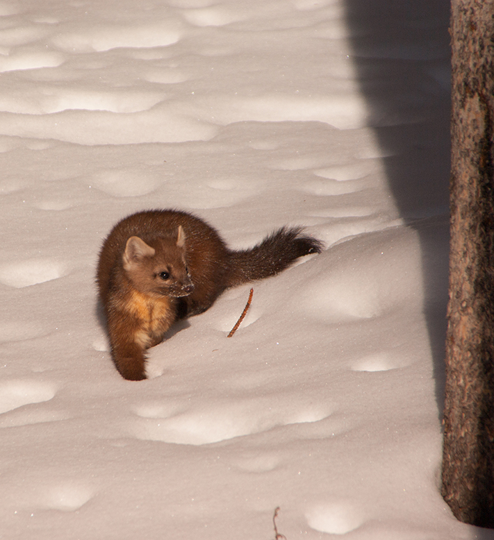 Marten in snow