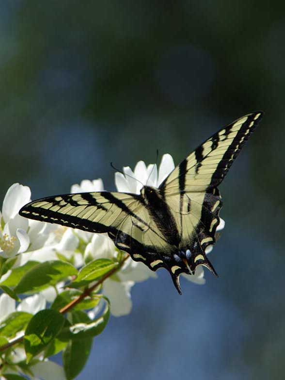 detail of Butterfly photo