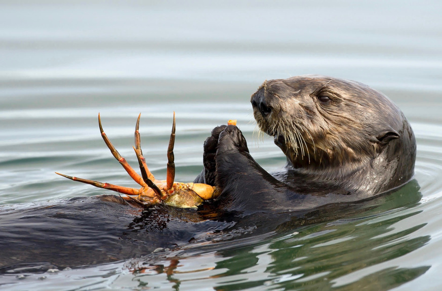State of Alaska Sea Otter Travel Souvenir Tourist Collector Pin 