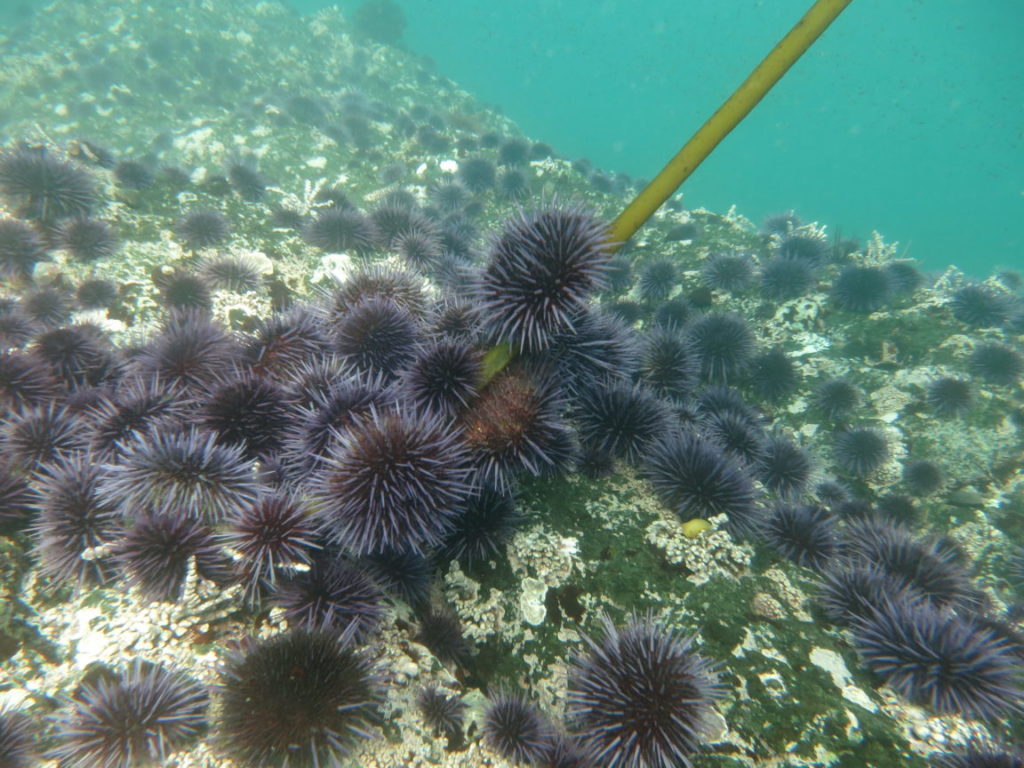 Photo of an urchin barren, where the sea urchins have destroyed kelp forests