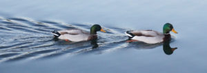 Photo of two ducks swimming by Ben Pattinson-Unsplash